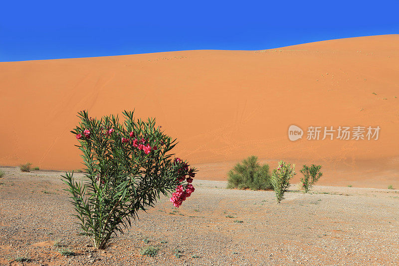 粉色夹竹桃Erg Chebbi Dunes在撒哈拉，摩洛哥